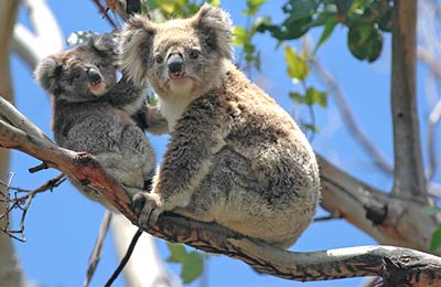 Find all sailings and the latest special offers