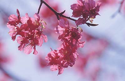 Find all sailings and the latest special offers