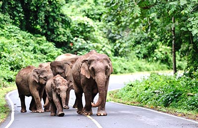 Koh Phi Phi Паромы