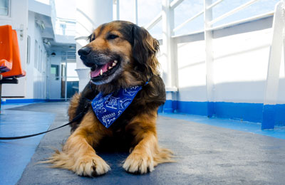 Brittany ferries dog outlet muzzle